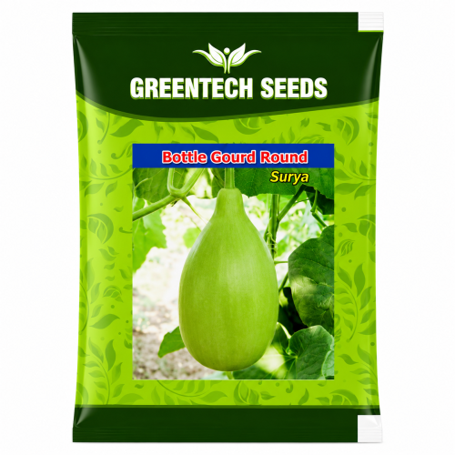 Bottle Gourd Round Surya 