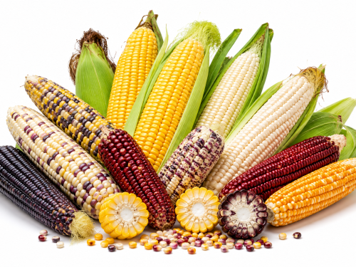 Maize